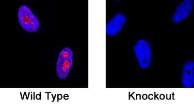 Knockout Validated: Ki67/MKI67 Antibody (1297A) - BSA Free [NBP2-54791]