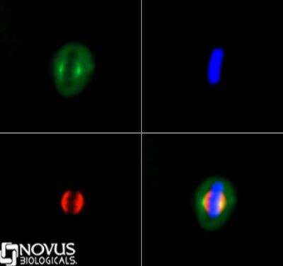 Immunocytochemistry/ Immunofluorescence: Kif2a Antibody [NB500-180]