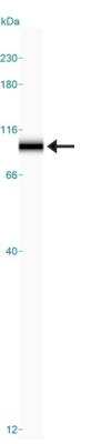 Simple Western: Kif2a Antibody [NB500-180]