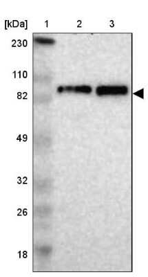 Western Blot: Kif2a Antibody [NBP1-83253]