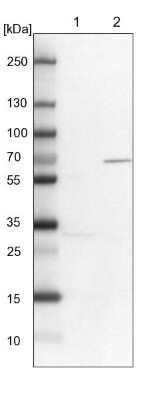 Western Blot: Kif2a Antibody [NBP1-83253]