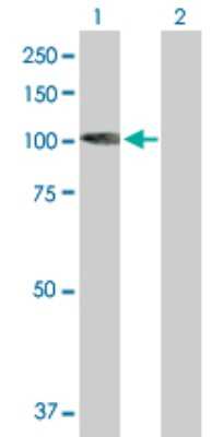 Western Blot: Kif3c Antibody [H00003797-B01P]