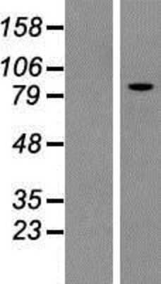 Western Blot: Kif3c Overexpression Lysate [NBP2-08129]