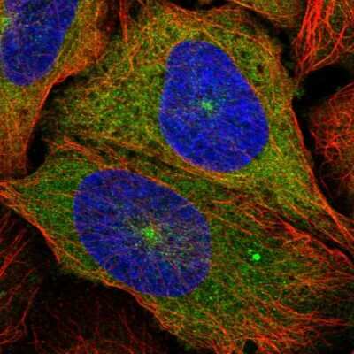 Immunocytochemistry/ Immunofluorescence: Kinesin 5B Antibody [NBP2-58450]