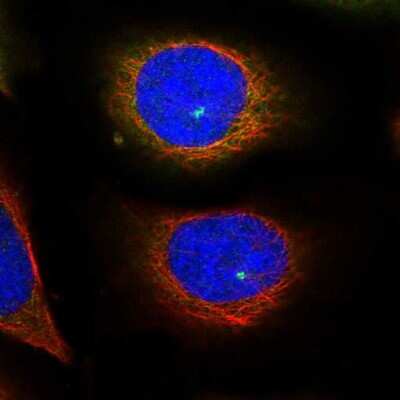 Immunocytochemistry/ Immunofluorescence: Kinesin 5B Antibody [NBP2-58451]
