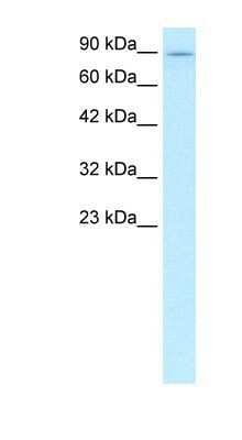 Western Blot: Kinesin 5B Antibody [NBP1-58118]