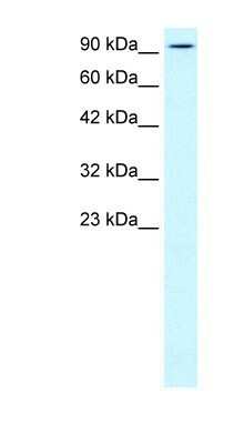 Western Blot: Kinesin 5B Antibody [NBP1-58177]
