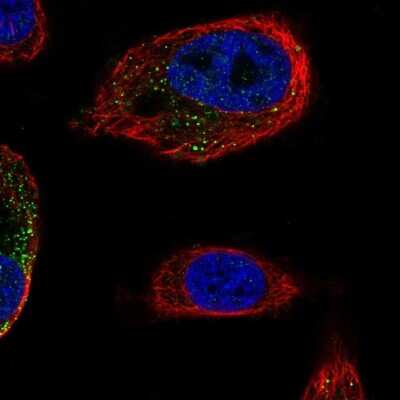 Immunocytochemistry/ Immunofluorescence: Kinesin 5C Antibody [NBP2-68786]