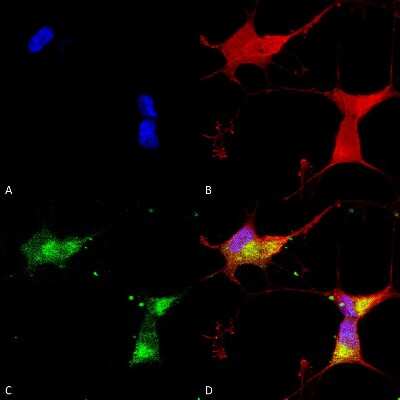 Immunocytochemistry/ Immunofluorescence: Kir2.1 Antibody (S112) [NBP2-12900]