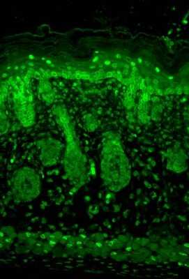 Immunohistochemistry: Kir2.1 Antibody (S112) [NBP2-12900]