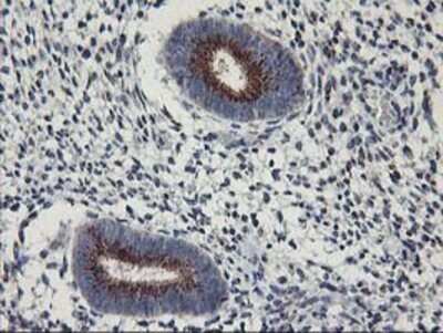 Immunohistochemistry: Kir3.1 Antibody (OTI1G3) - Azide and BSA Free [NBP2-71065]