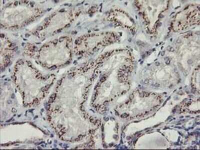 Immunohistochemistry: Kir3.1 Antibody (OTI1G3) - Azide and BSA Free [NBP2-71065]