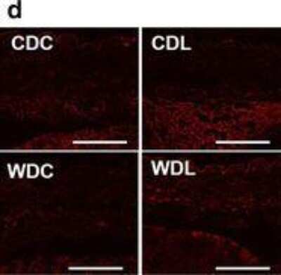 Immunohistochemistry: Klotho Antibody - BSA Free [NBP1-76511]