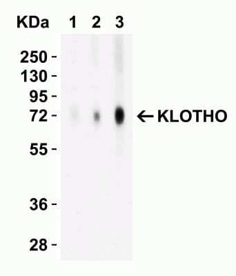 Western Blot: Klotho AntibodyBSA Free [NBP1-76511]