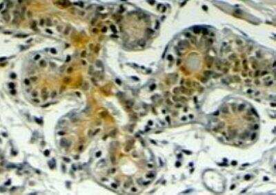 Immunohistochemistry-Paraffin: Klotho Antibody [NB100-2432]