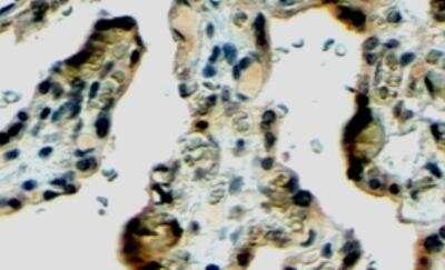 Immunohistochemistry-Paraffin: Klotho Antibody [NB100-2432]