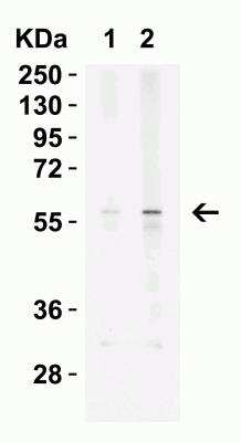 Western Blot: Kremen-2 AntibodyBSA Free [NBP2-22339]