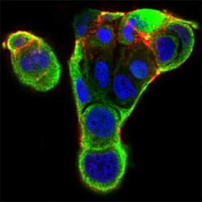 Immunocytochemistry/ Immunofluorescence: Ku70/XRCC6 Antibody (2F7F5) - BSA Free [NBP2-52589]