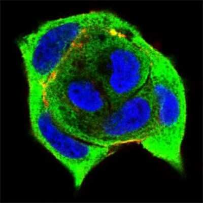 Immunocytochemistry/ Immunofluorescence: Ku70/XRCC6 Antibody (7A9E7) - BSA Free [NBP2-52590]