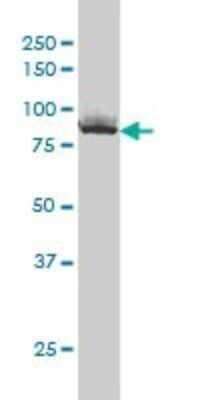 Western Blot: Ku80/XRCC5 Antibody (3D8) [H00007520-M02]