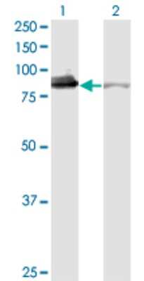 Western Blot: Ku80/XRCC5 Antibody (3D8) [H00007520-M02]