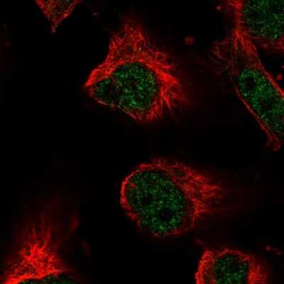 Immunocytochemistry/ Immunofluorescence: Ku80/XRCC5 Antibody [NBP1-87829]