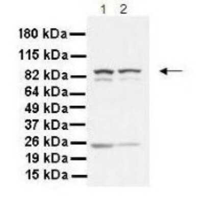 Western Blot: Ku80/XRCC5 Antibody [NBP1-56408]