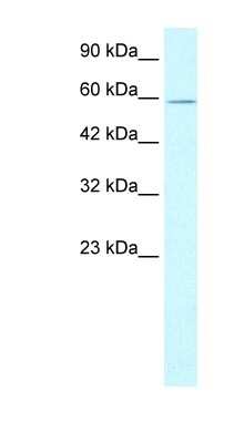 Western Blot: Ku80/XRCC5 Antibody [NBP1-56408]
