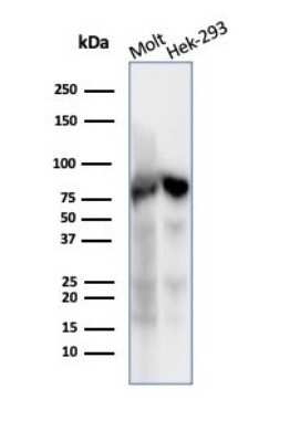 Western Blot: Ku80/XRCC5 Antibody (XRCC5/7317) [NBP3-13796]