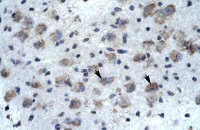Immunohistochemistry: Kv10.2 Antibody [NBP2-83132]