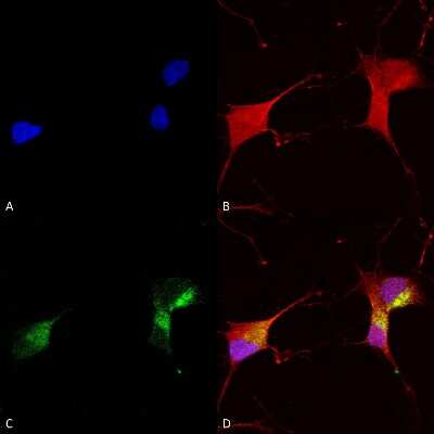 Immunocytochemistry/ Immunofluorescence: Kv7.1 Antibody (S37A/10) [NBP2-12897]