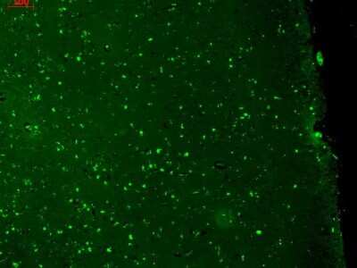 Immunohistochemistry: Kv7.1 Antibody (S37A/10) [NBP2-12897]