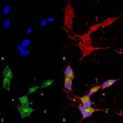 Immunocytochemistry/ Immunofluorescence: Kv7.4 Antibody (S43/6) [NBP2-12899]