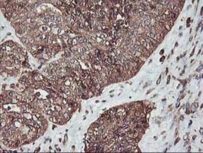 Immunohistochemistry-Paraffin: KvBeta1 Antibody (OTI4E7) [NBP2-01526]