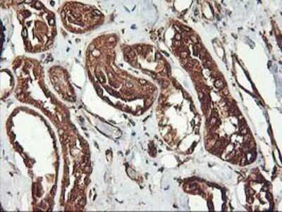 Immunohistochemistry-Paraffin: KvBeta1 Antibody (OTI4E7) [NBP2-01526]