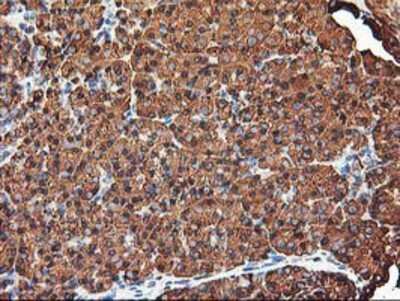 Immunohistochemistry-Paraffin: KvBeta1 Antibody (OTI4E7) [NBP2-01526]