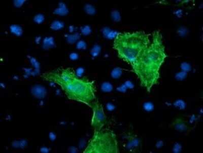 Immunofluorescence: KvBeta1 Antibody (OTI7F12) [NBP2-45767]