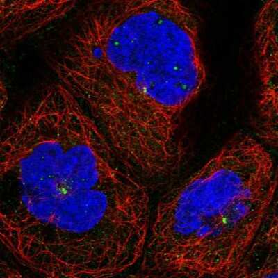 Immunocytochemistry/ Immunofluorescence: KxDL motif containing 1 Antibody [NBP1-82056]