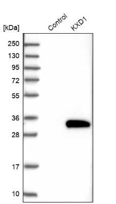 Western Blot: KxDL motif containing 1 Antibody [NBP1-82055]