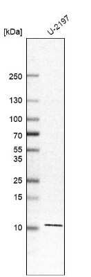 Western Blot: KxDL motif containing 1 Antibody [NBP1-82056]