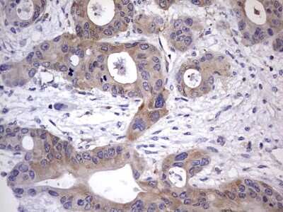 Immunohistochemistry: Kynureninase Antibody (OTI1H1) [NBP2-45579]