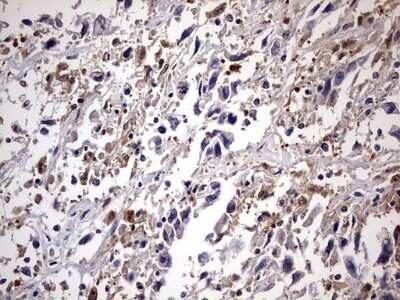 Immunohistochemistry: Kynureninase Antibody (OTI1H1) - Azide and BSA Free [NBP2-71400]