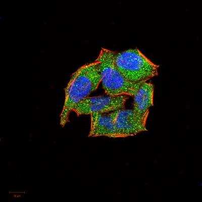 Immunocytochemistry/ Immunofluorescence: L-Selectin/CD62L Antibody (8C8B7) - BSA Free [NBP2-52556]