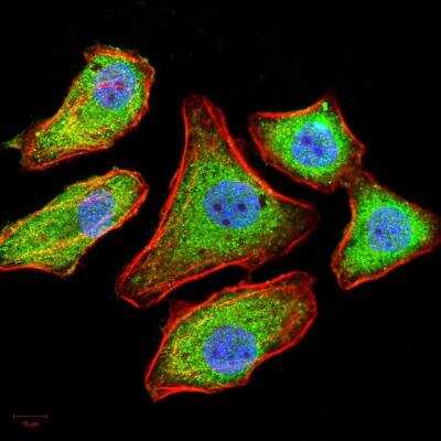 Immunocytochemistry/ Immunofluorescence: L-Selectin/CD62L Antibody (8C8B7) - BSA Free [NBP2-52556]