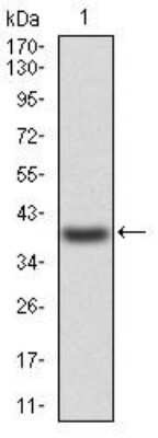 Western Blot: L-Selectin/CD62L Antibody (8C8B7)BSA Free [NBP2-52556]