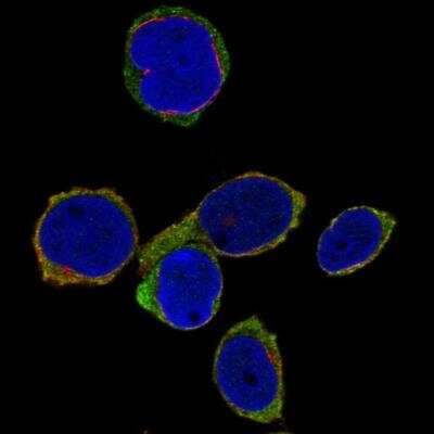 Immunocytochemistry/ Immunofluorescence: L-Selectin/CD62L Antibody [NBP2-76545]