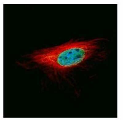 Immunocytochemistry/ Immunofluorescence: L3MBTL1 Antibody [NBP2-19317]
