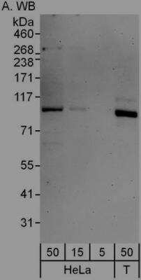 Immunoprecipitation: L3MBTL3 Antibody [NBP1-47314]