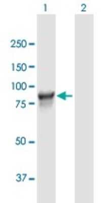 Western Blot: L3MBTL3 Antibody [H00084456-B01P]