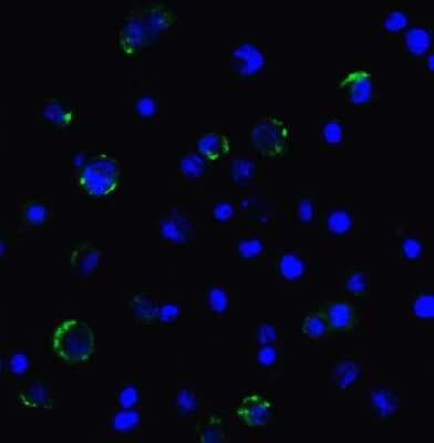 Immunocytochemistry/ Immunofluorescence: LAG-3 Antibody (2A11) - VHH - Azide and BSA Free [NBP3-12836]
